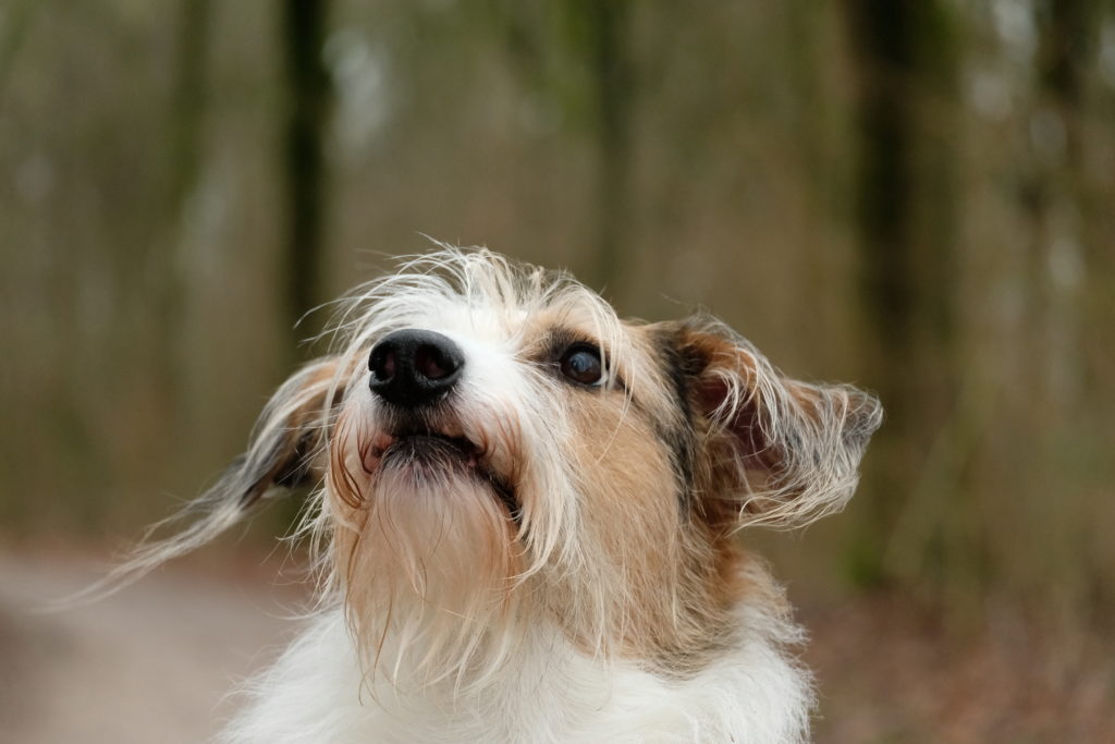 Hondenfoto portret