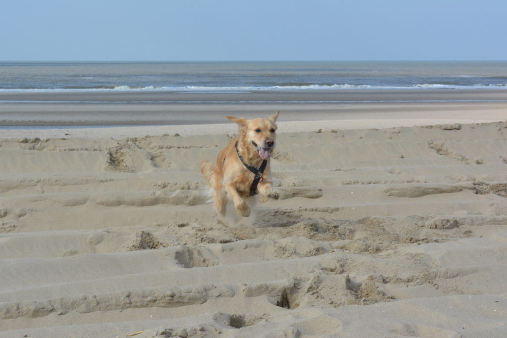 Hondenfotografie op het strand
