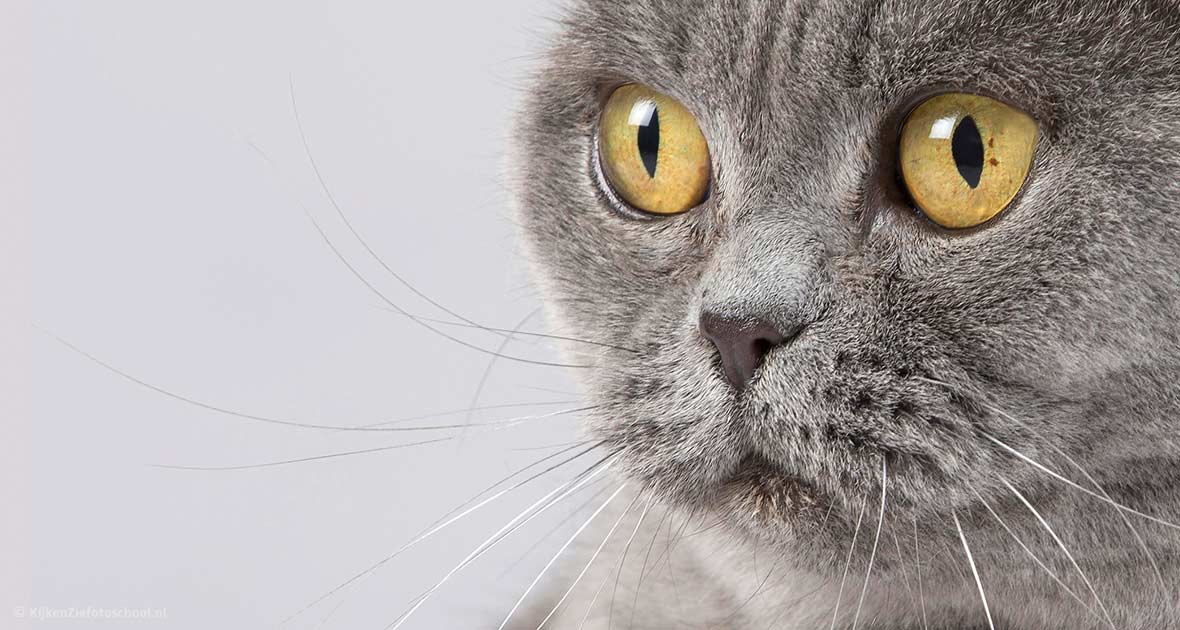 Britse korthaar details kattenfotografie