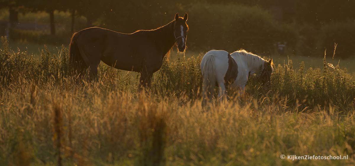 Gouden uur Paardenfotografie golden hour