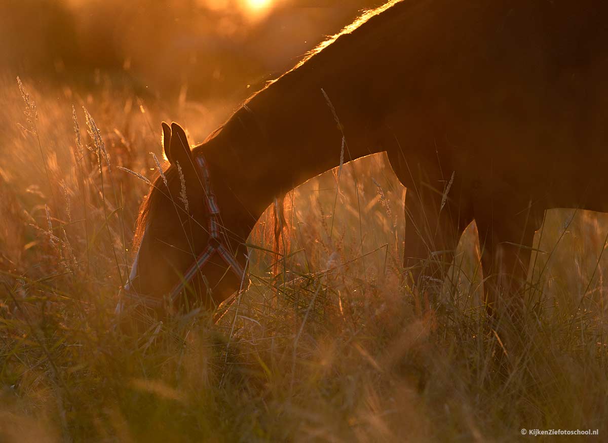 Hoe fotografeer je paarden