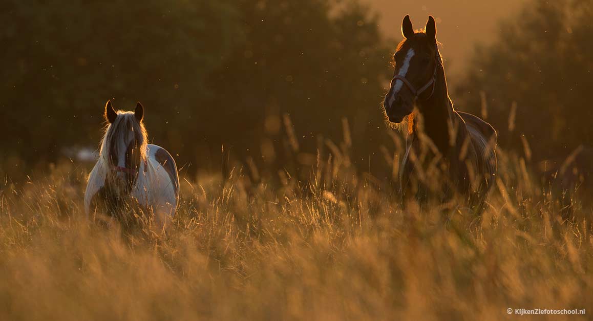 Tips voor fotograferen van paarden