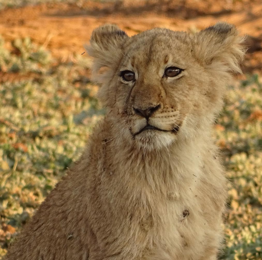 Safari fotografie leeuw welp