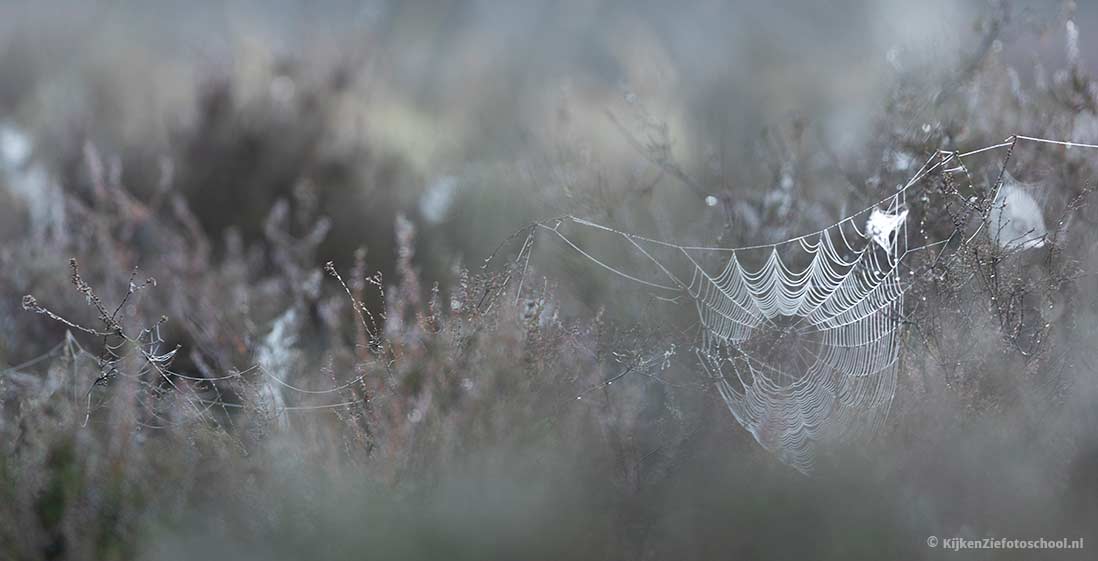 spinnenweb fotograferen