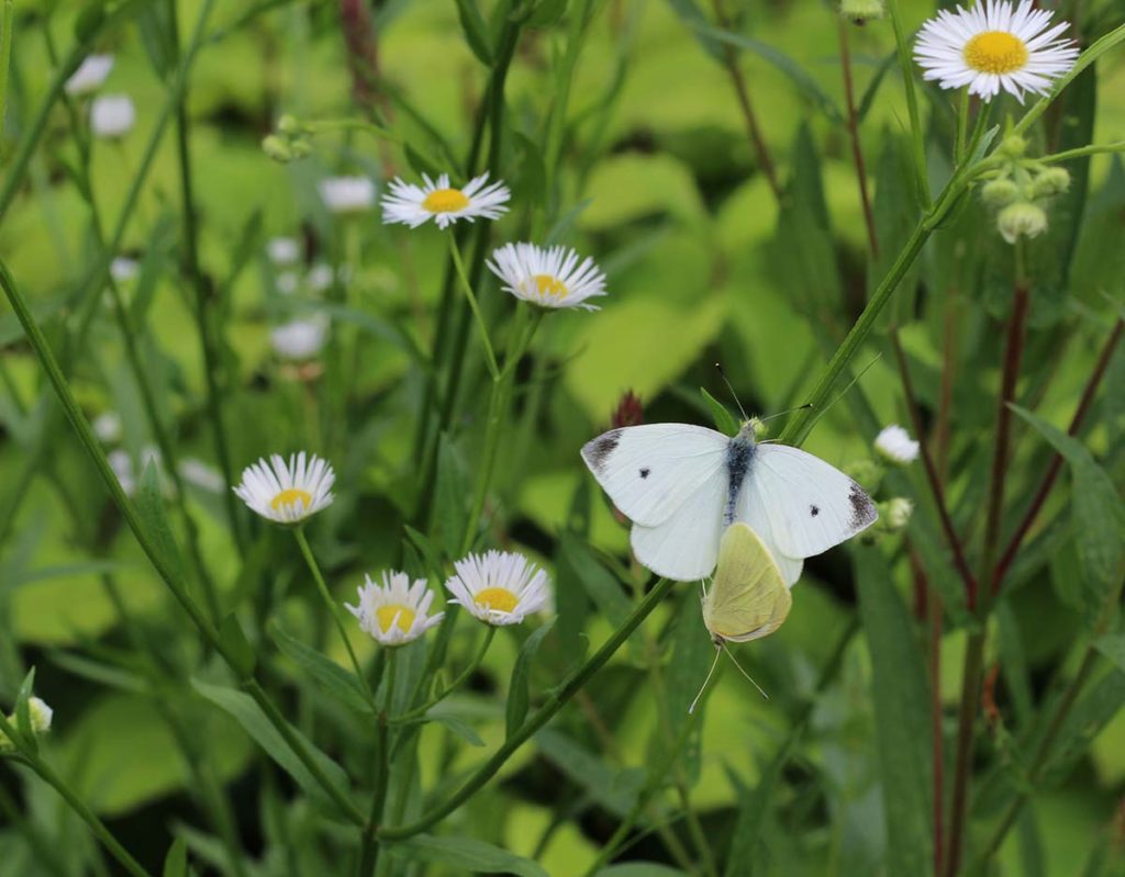 Natuur vlinder details bloemen closeup
