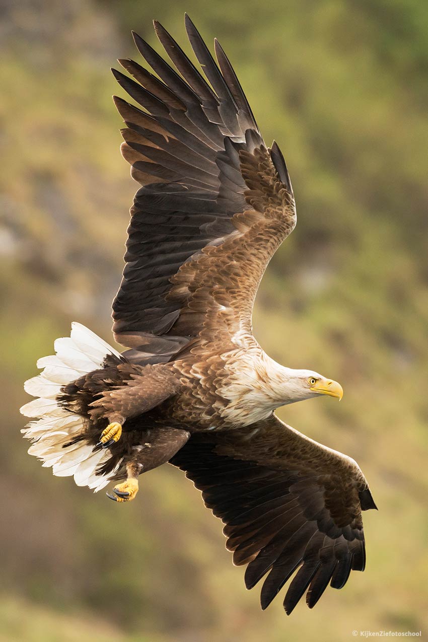 Zeearend Schotland sea eagle scotland