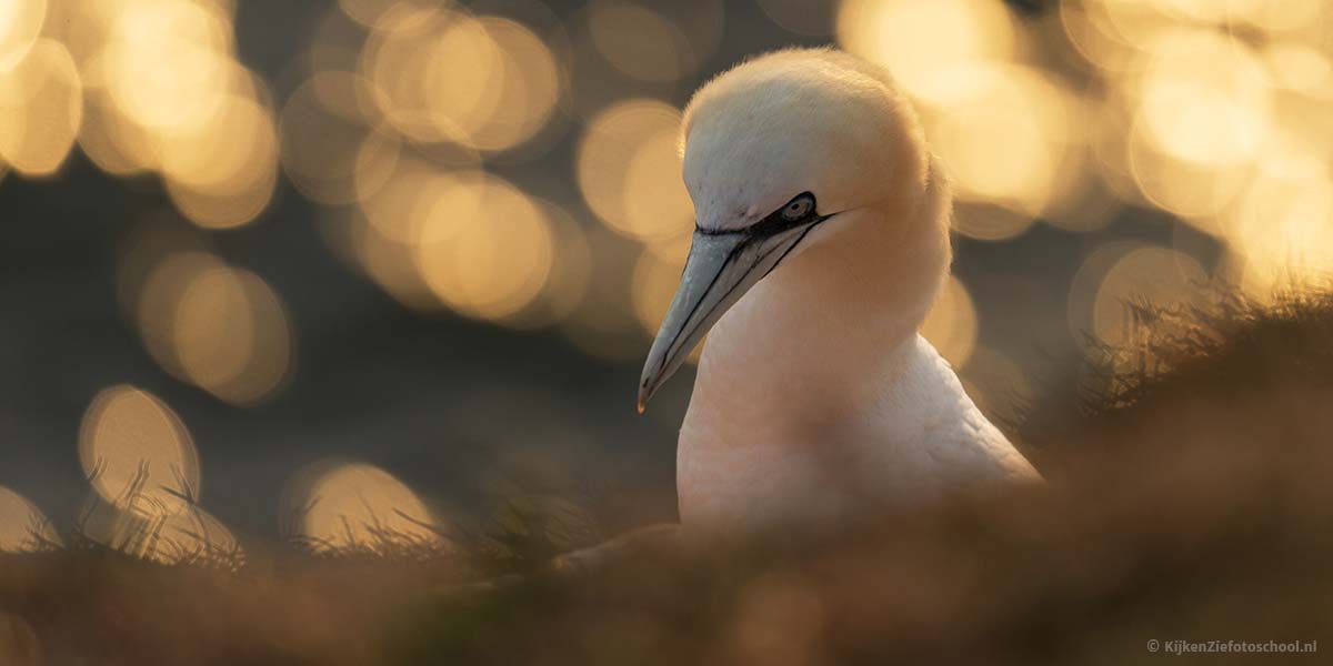 Jan van Gent Helgoland Vogelfotografie Birds Wildlife Gannet
