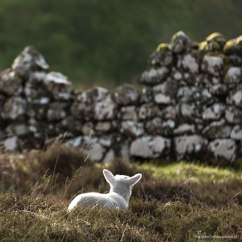 Lam Schotland schaap wildlife dierenfotografie lente spring