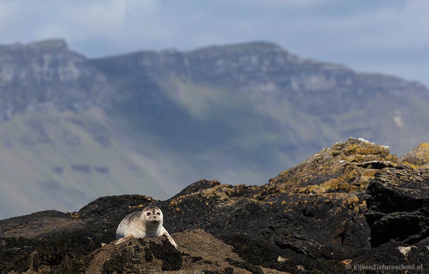 Zeehond Schotland Seal Scotland Wildlife Dierenfotografie