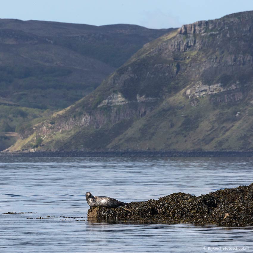 Zeehond Seal Schotland Wildlife fotografie