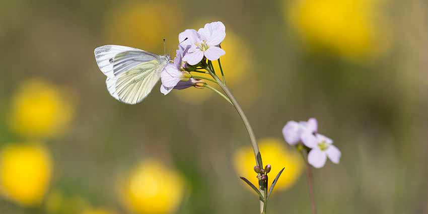 vlinder macrofotografie