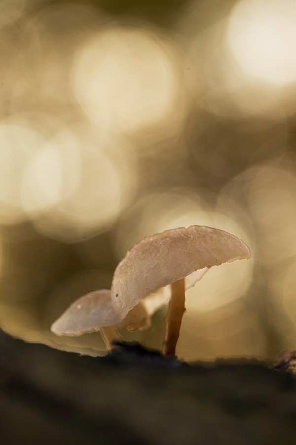 Welke lens voor paddenstoelen fotografie?
