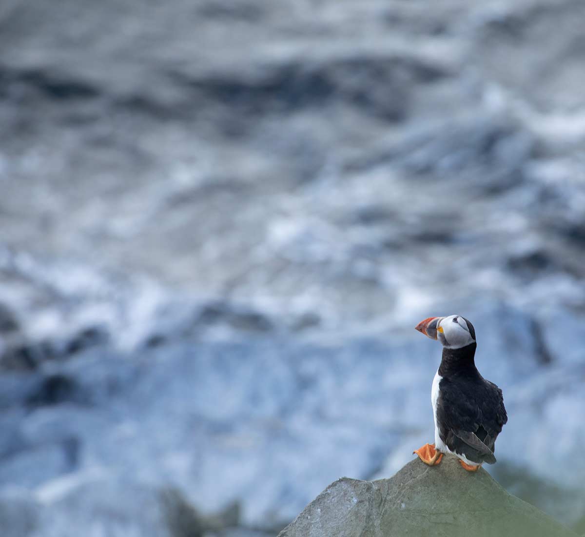 Papegaaiduikes op Farne Islands fotograferen
