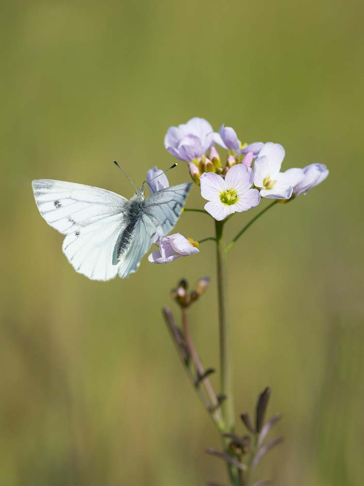 Tips vlinderfotografie